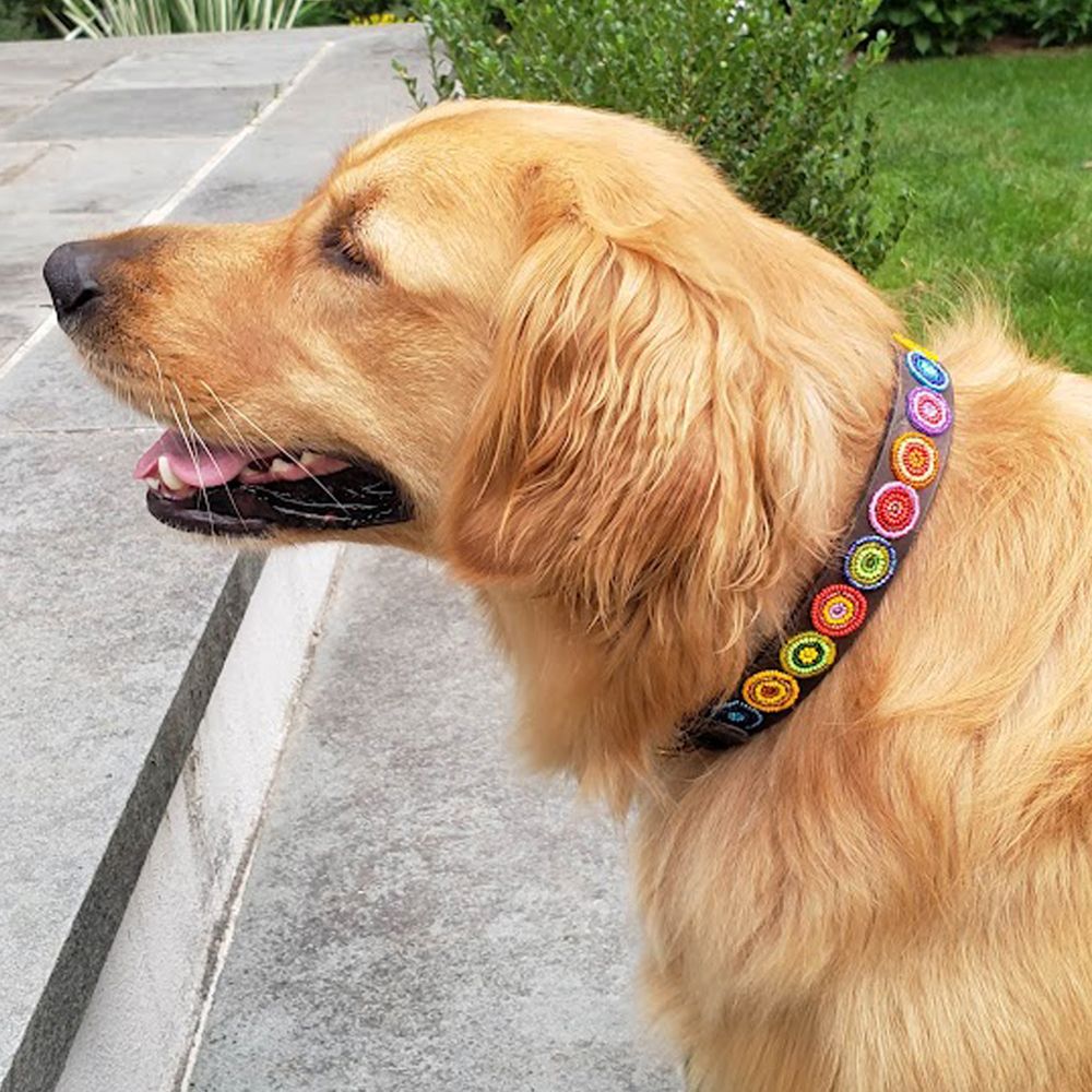 Circle Shine Dog Collar
