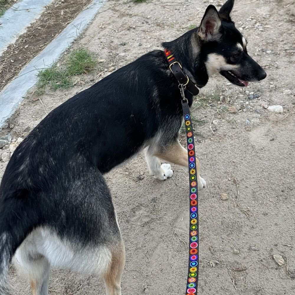 Circle Shine Dog Collar
