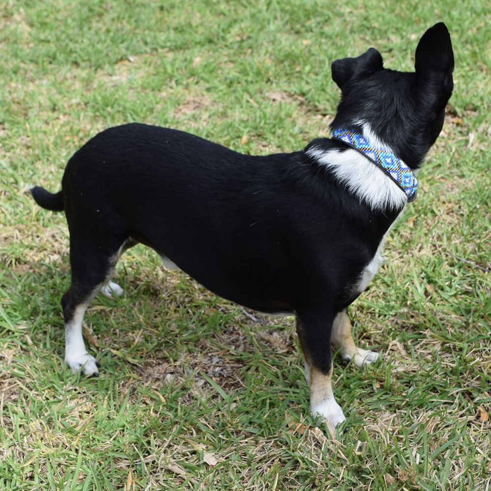 Xena Blue Dog Collar