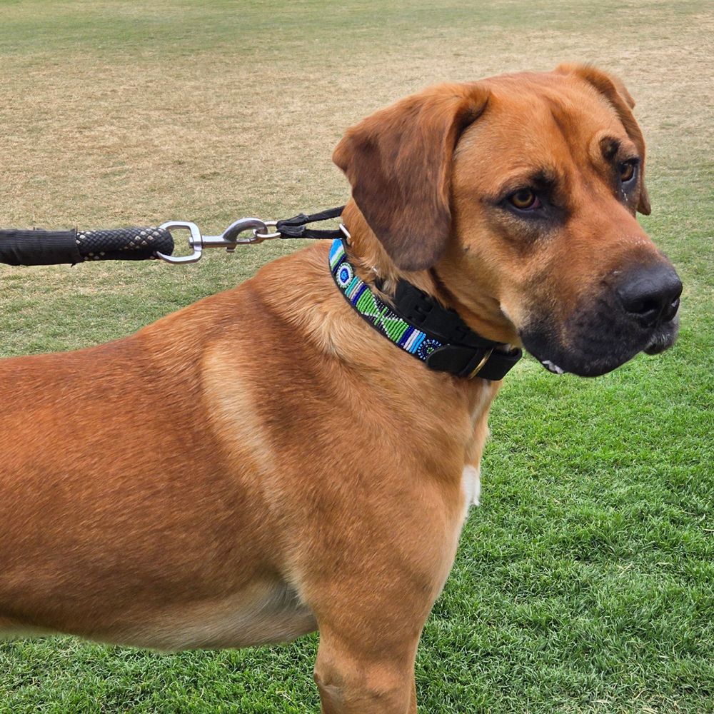 Atlantic Dog Collar