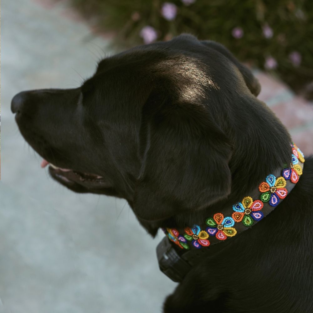 Blossom Dog Collar
