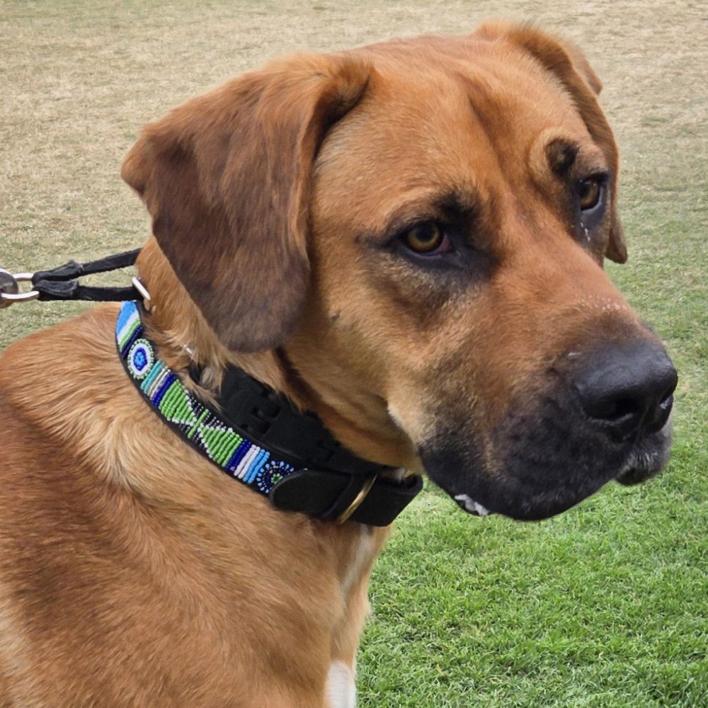 Atlantic Dog Collar