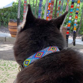 Brenda Dog Collar