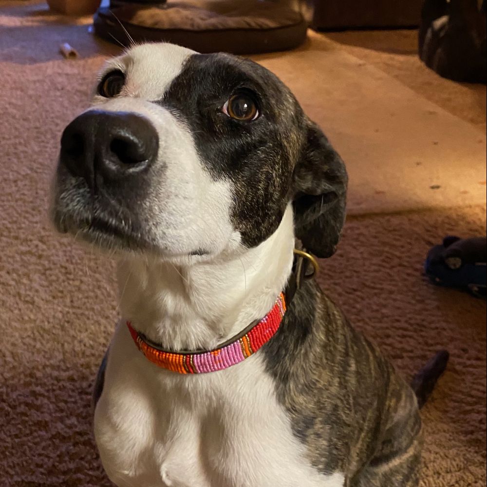 Dotted Panel Pink Dog Collar