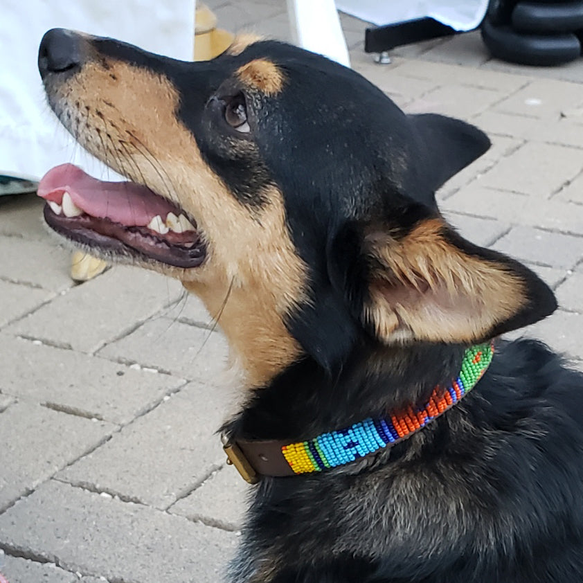 Dotted Panel Multi Dog Collar
