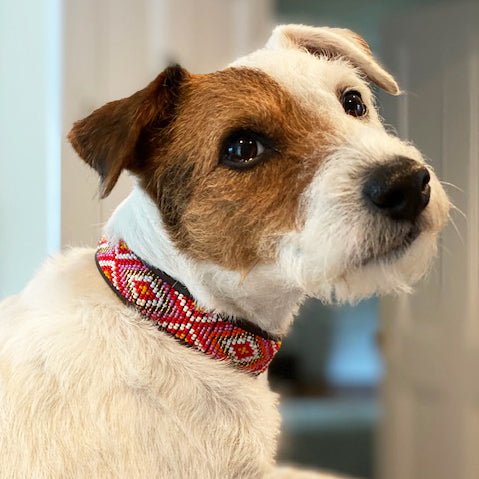 Xena Pink Dog Collar