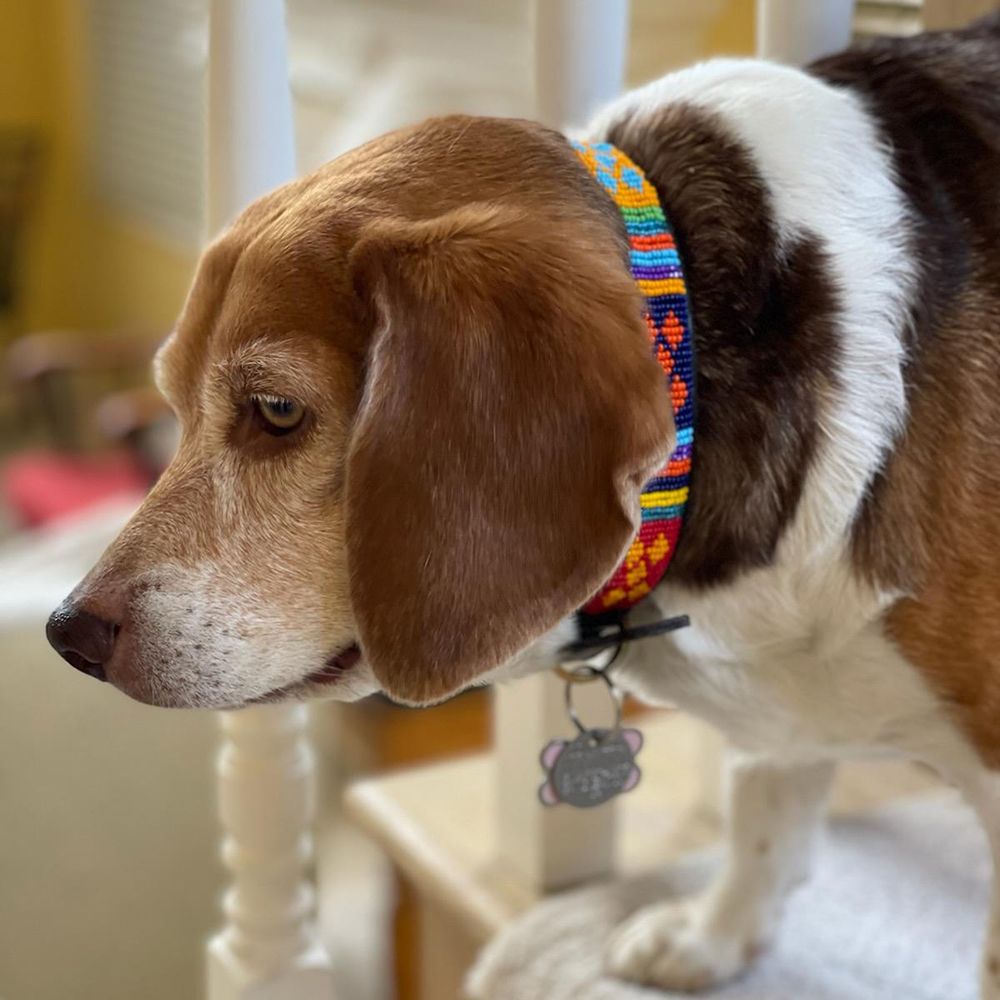 Guatemala Dog Collar