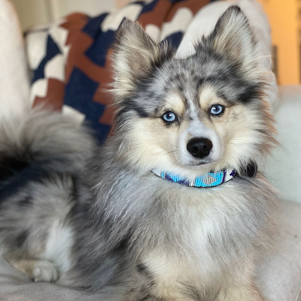Diamond Blue Dog Collar