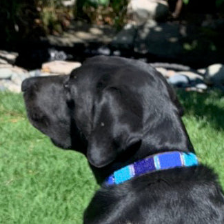 Wide Stripe Blue Dog Collar