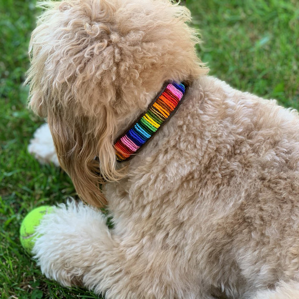 Rainbow Dog Collar Dog Collars