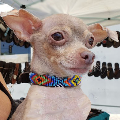 Brenda Dog Collar Dog Collars