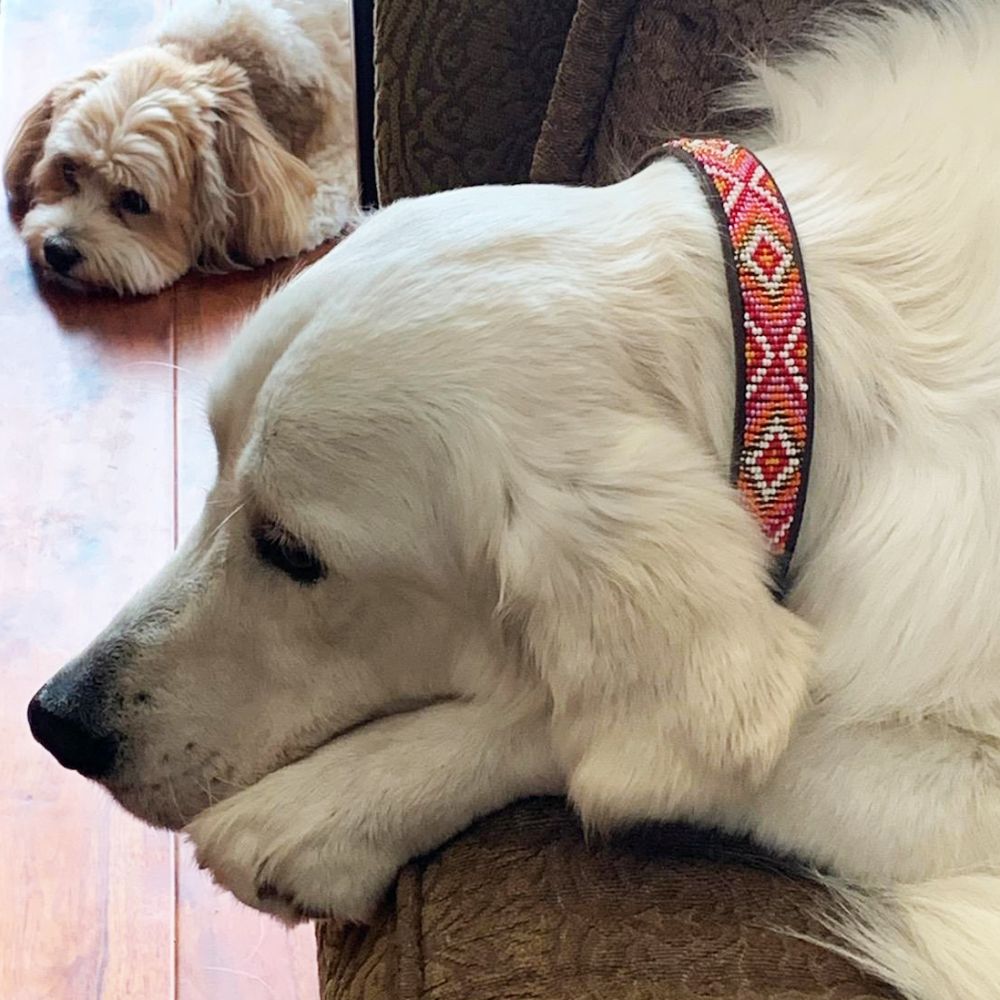 Xena Pink Dog Collar Dog Collars