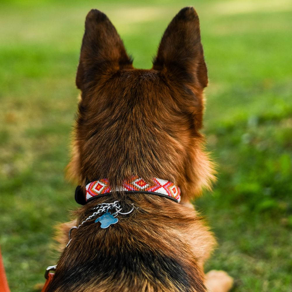 Xena Pink Dog Collar Dog Collars