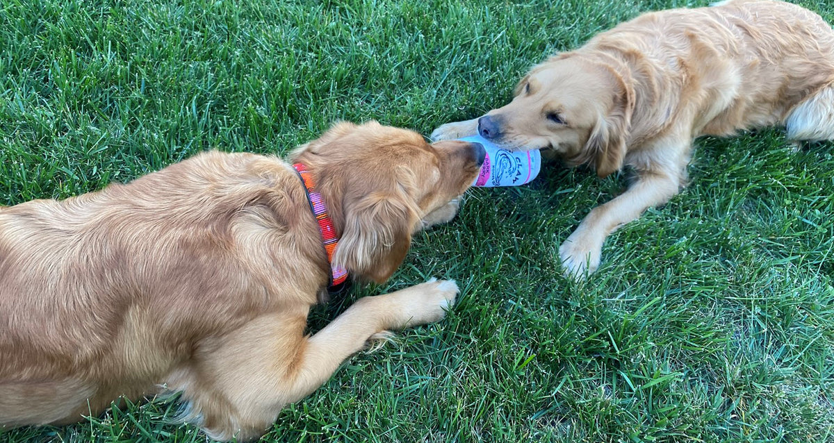 Dog Collars