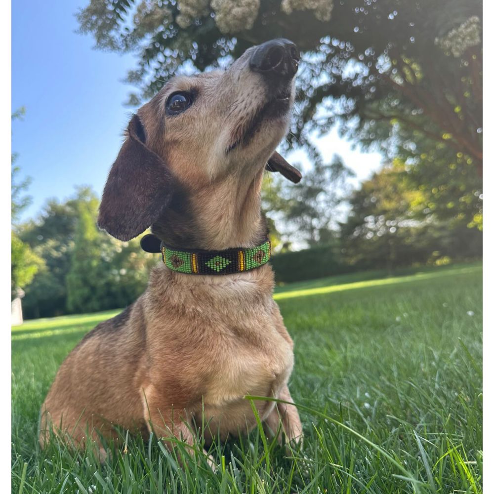 Diamond Green Dog Collar