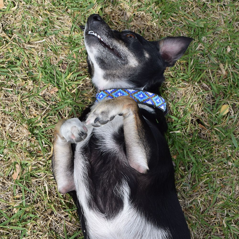 Xena Blue Dog Collar
