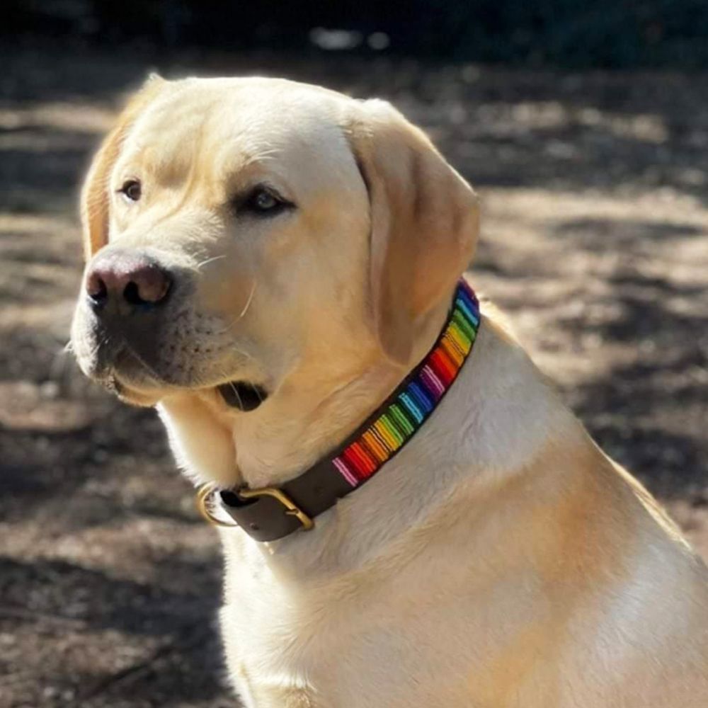 Rainbow Dog Collar