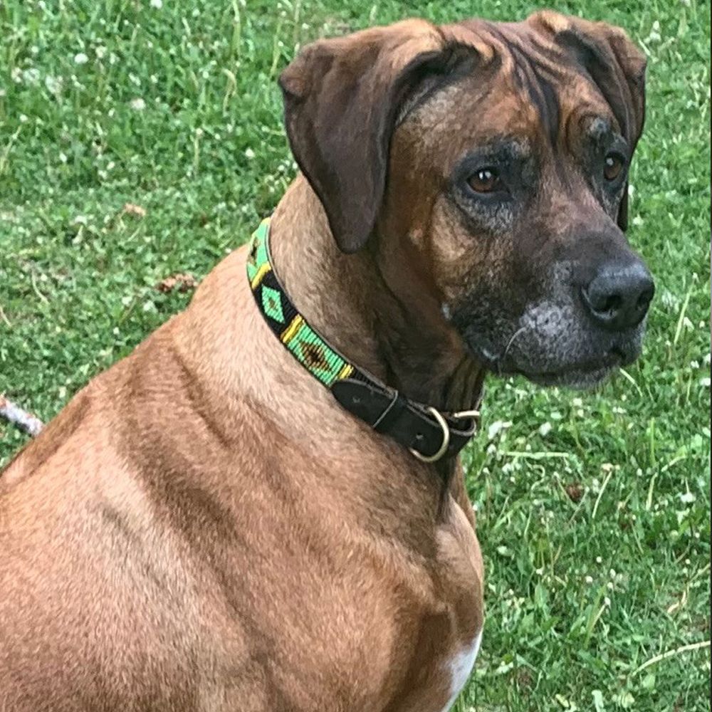 Diamond Green Dog Collar