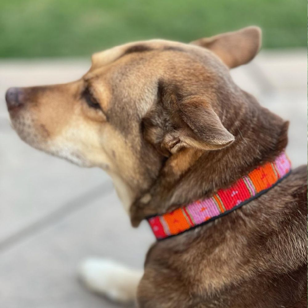 Dotted Panel Pink Dog Collar