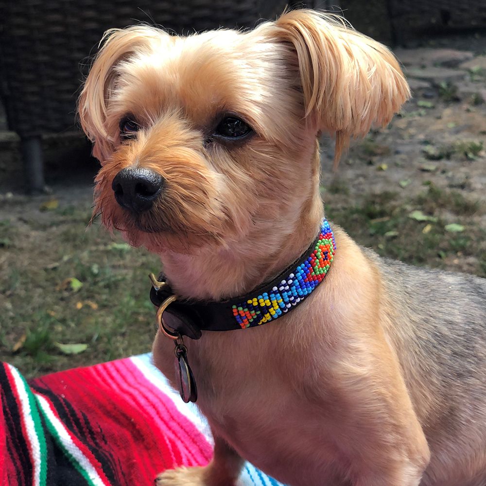 Brenda Dog Collar