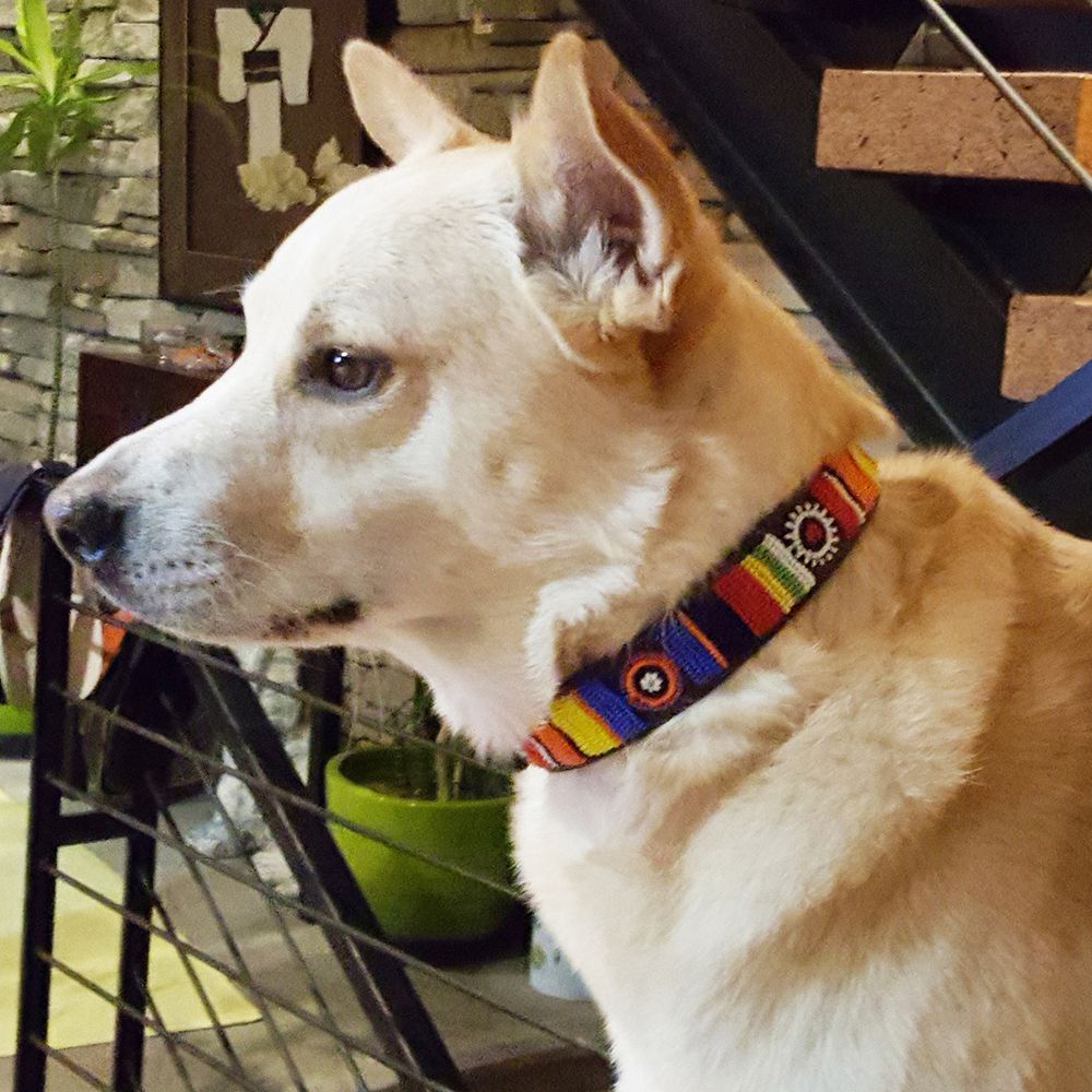 Circle Stripe Dog Collar