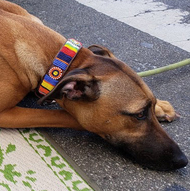 Circle Stripe Dog Collar