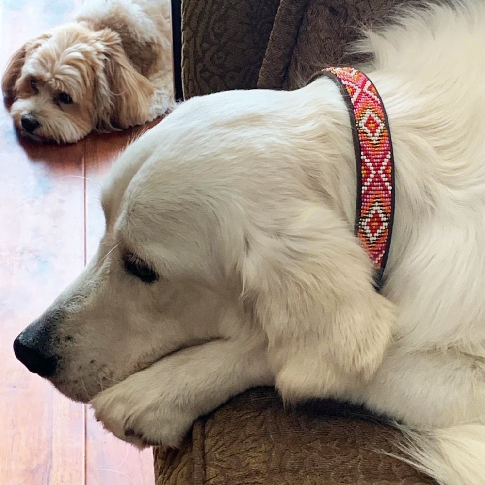 Xena Pink Dog Collar