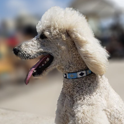 Diamond Blue Dog Collar
