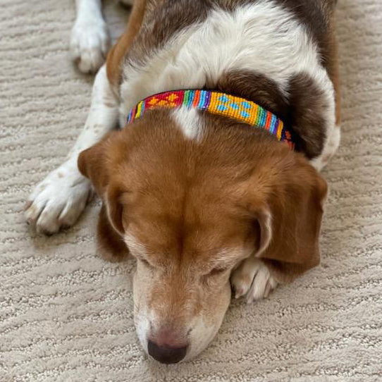 Guatemala Dog Collar