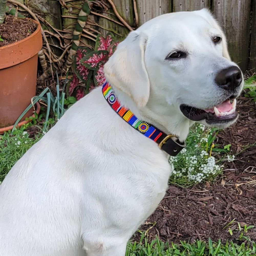 Circle Stripe Dog Collar