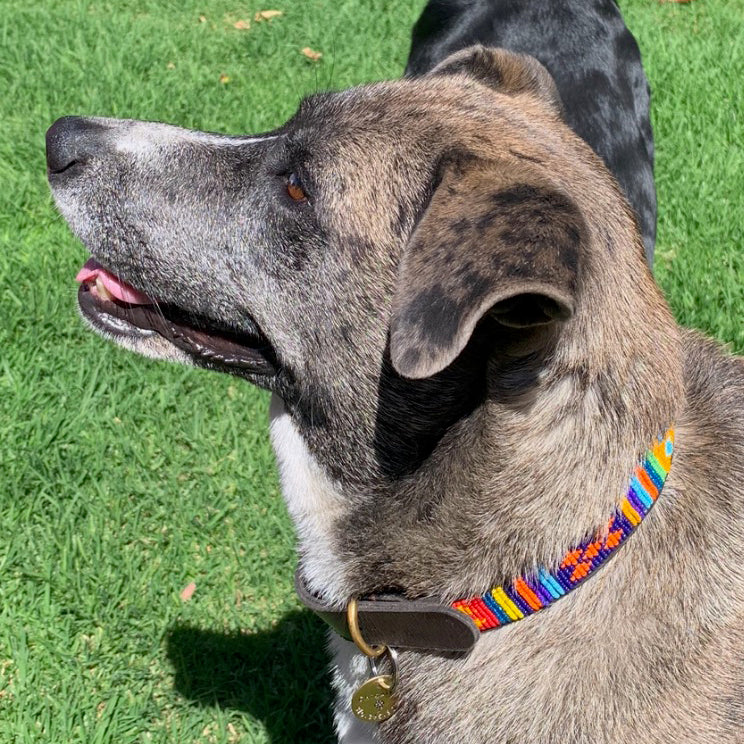 Guatemala Dog Collar