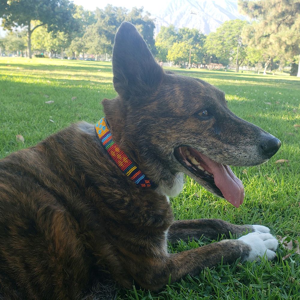 Guatemala Dog Collar