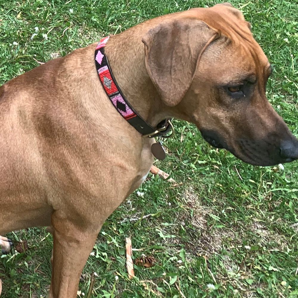 Diamond Pink Dog Collar