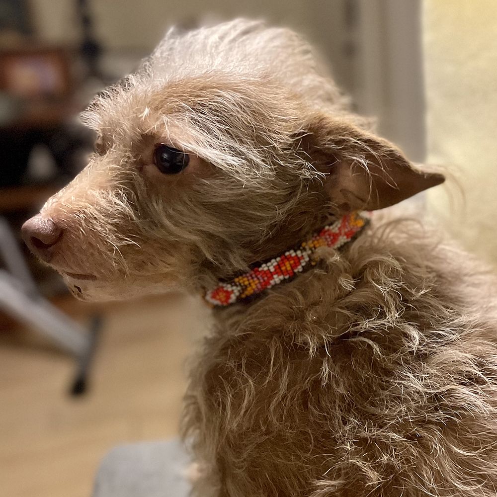 Xena Pink Dog Collar