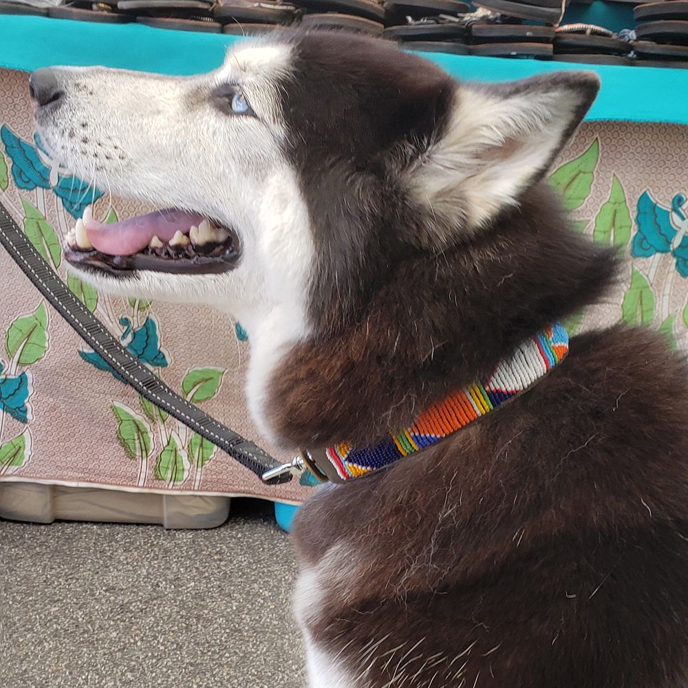 Flags Dog Collar