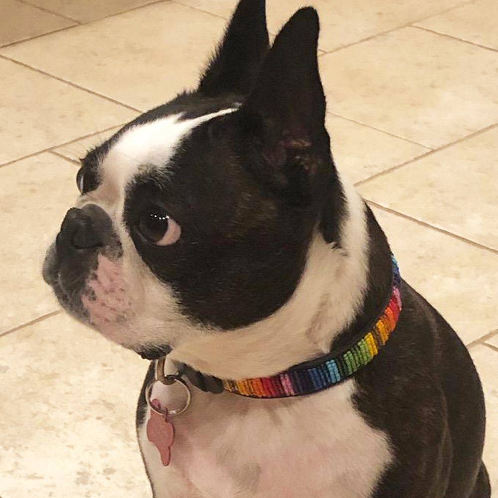 Rainbow Dog Collar