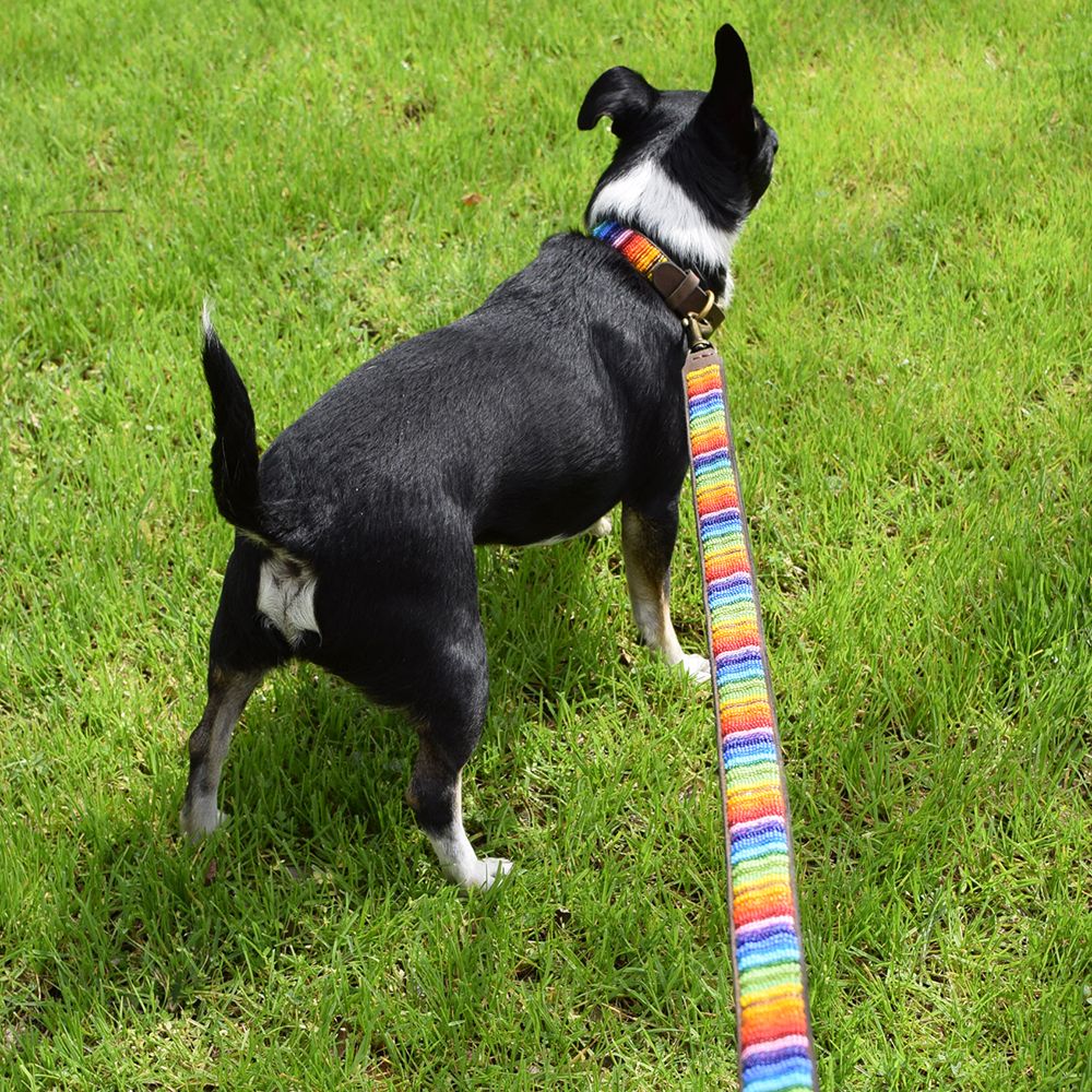 Rainbow Dog Collar Dog Collars