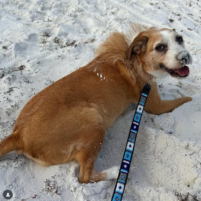 Diamond Blue Dog Collar Dog Collars